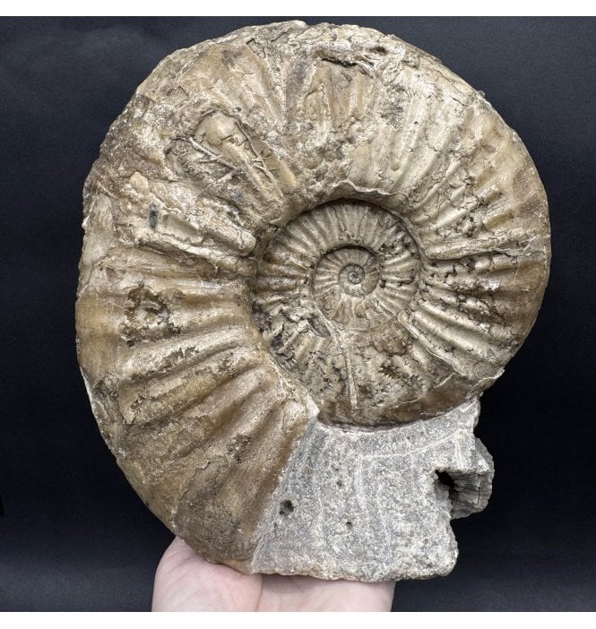 Large British Lower Jurassic, Lower Lias Calcite Ammonite from Charmouth, Dorset, England (SKU A4428):- Asteroceras stellare