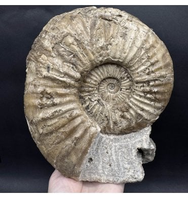 Large British Lower Jurassic, Lower Lias Calcite Ammonite from Charmouth, Dorset, England (SKU A4428):- Asteroceras stellare