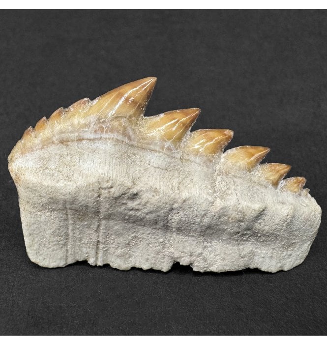 Large Early Eocene Period Cow Shark Tooth from Morocco (SKU V9138):- Hexanchus agassizi