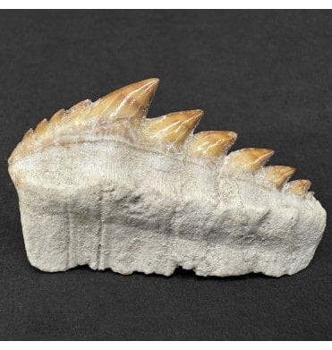 Large Early Eocene Period Cow Shark Tooth from Morocco (SKU V9138):- Hexanchus agassizi