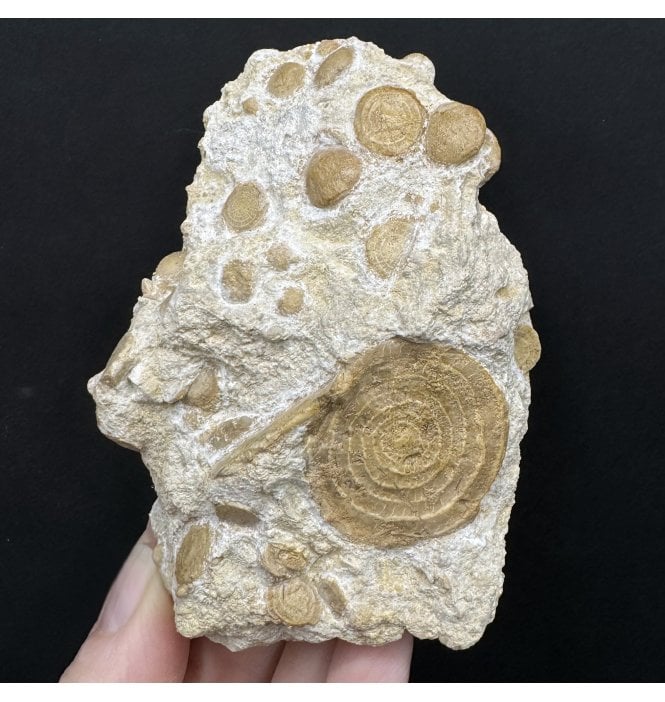 Large Eocene Fossil Foraminifera from Bakony Mountains, Hungary (SKU OF4335):- Assilina sp.
