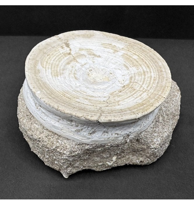 Large Eocene Shark Vertebra from Morocco (SKU V8029):- Otodus obliquus