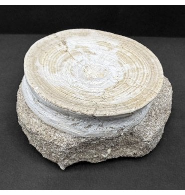 Large Eocene Shark Vertebra from Morocco (SKU V8029):- Otodus obliquus