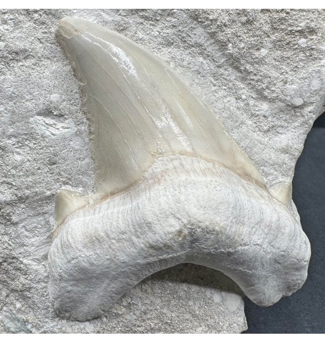 Large High Quality Eocene Shark Tooth from Morocco (SKU V6955):- Otodus obliquus