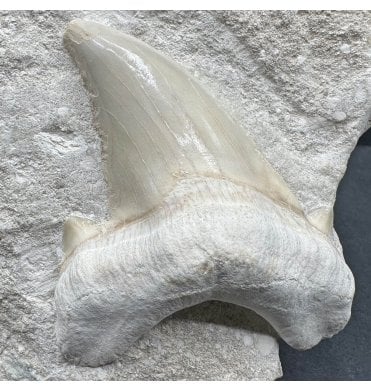 Large High Quality Eocene Shark Tooth from Morocco (SKU V6955):- Otodus obliquus