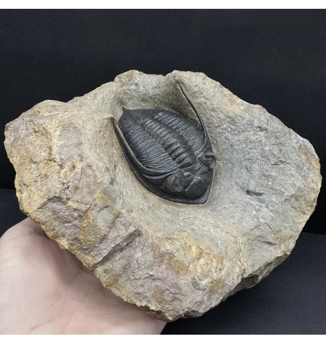 Large Middle Devonian Trilobite from Morocco (SKU T1472):- Zilchovaspis (Odontochile) rugosa