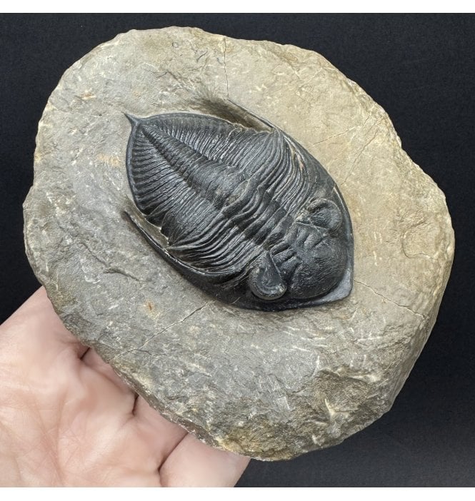 Large Middle Devonian Trilobite from Morocco (SKU T1582):- Zilchovaspis (Odontochile) rugosa
