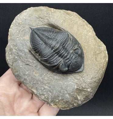Large Middle Devonian Trilobite from Morocco (SKU T1582):- Zilchovaspis (Odontochile) rugosa