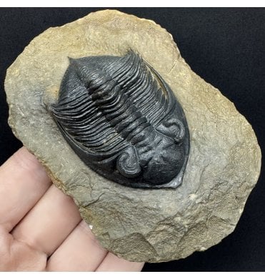 Large Middle Devonian Trilobite from Morocco (SKU T1584):- Zilchovaspis (Odontochile) rugosa