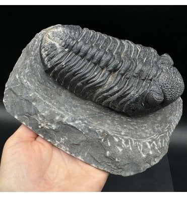 Large Middle Devonian Trilobite from Mrakib, Morocco (SKU T1258):- Drotops megalomanicus