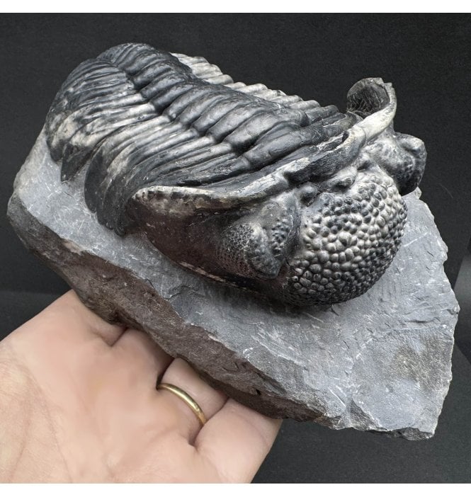 Large Middle Devonian Trilobite from Mrakib, Morocco (SKU T1311):- Drotops megalomanicus