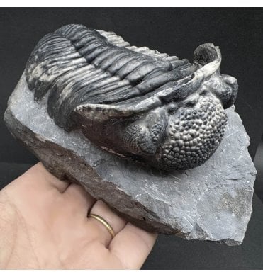 Large Middle Devonian Trilobite from Mrakib, Morocco (SKU T1311):- Drotops megalomanicus