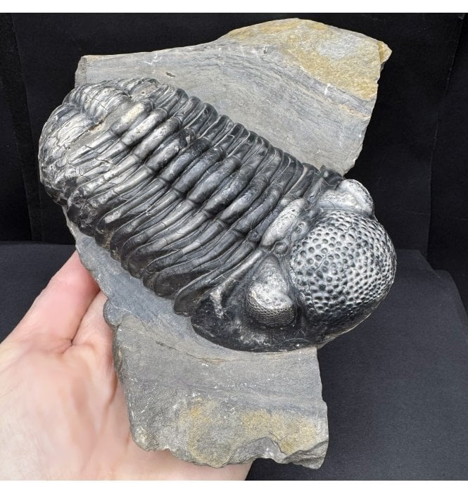 Large Middle Devonian Trilobite from Mrakib, Morocco (SKU T1439):- Drotops megalomanicus