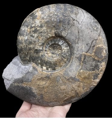 Large Rare Middle Jurassic Ammonite from Isle of Skye, Scotland (SKU A2989):- Brasilia cf. bradfordensis