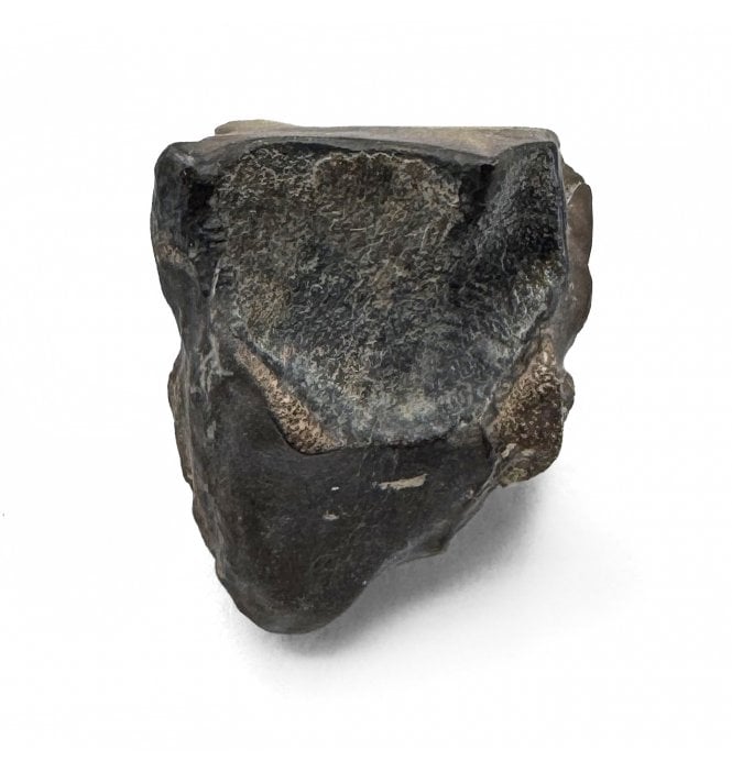 Late Cretaceous Ceratopsian Dinosaur Tooth from Hell Creek Formation, USA (SKU V8594):- Leptoceratops gracilis