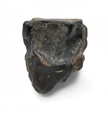 Late Cretaceous Ceratopsian Dinosaur Tooth from Hell Creek Formation, USA (SKU V8594):- Leptoceratops gracilis