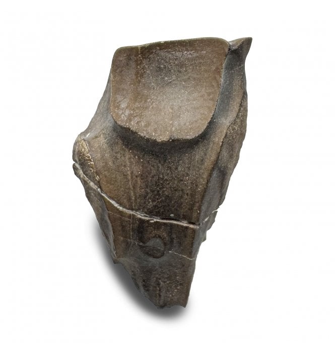 Late Cretaceous Ceratopsian Dinosaur Tooth from Hell Creek Formation, USA (SKU V8595):- Leptoceratops gracilis