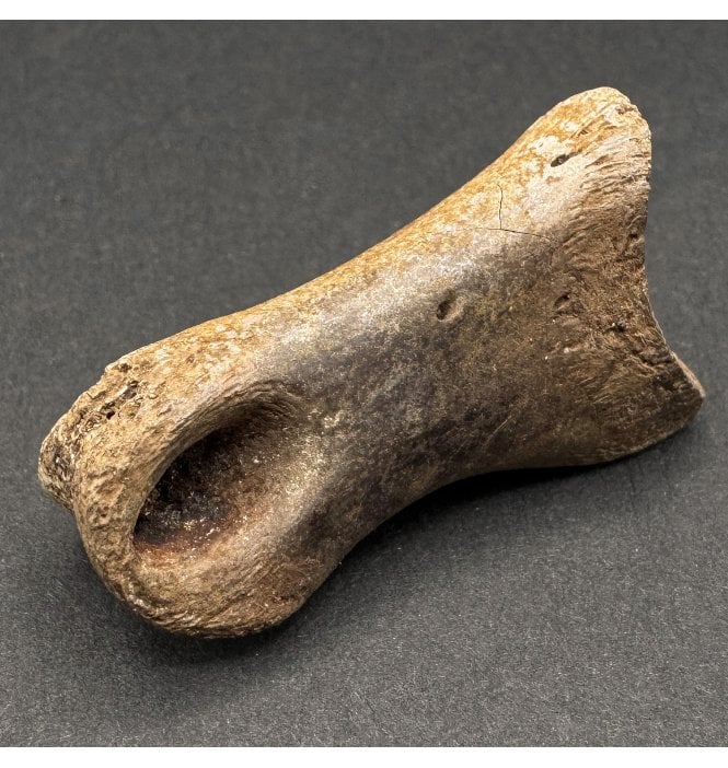 Late Cretaceous Dromeosaurus (Raptor) Dinosaur Toe Bone from Hell Creek Formation, USA (SKU V7038):- Dromeosaurus sp.