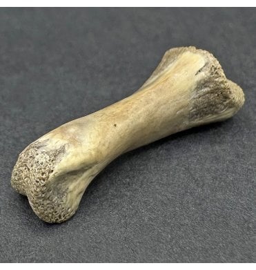 Dinosaur Bones