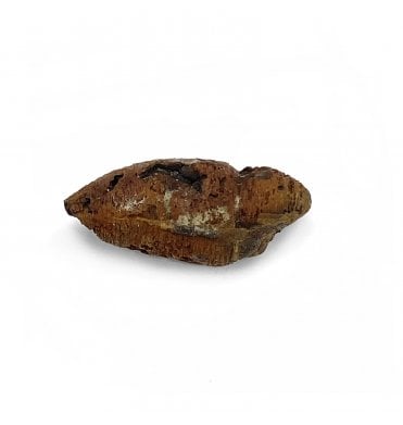 Late Cretaceous Insect Casing from Hell Creek Formation, USA (SKU OF2391)