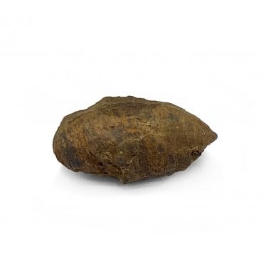 Late Cretaceous Insect Casing from Hell Creek Formation, USA (SKU OF2392)