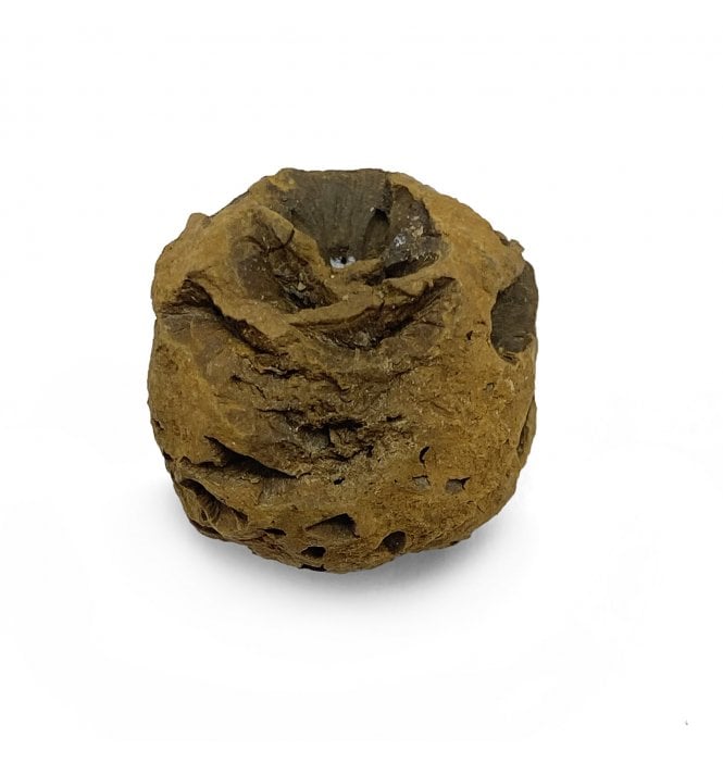 Late Cretaceous Plant Cone from Hell Creek Formation, USA (SKU OF2692):- Metasequoia dakotensis