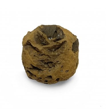 Late Cretaceous Plant Cone from Hell Creek Formation, USA (SKU OF2692):- Metasequoia dakotensis
