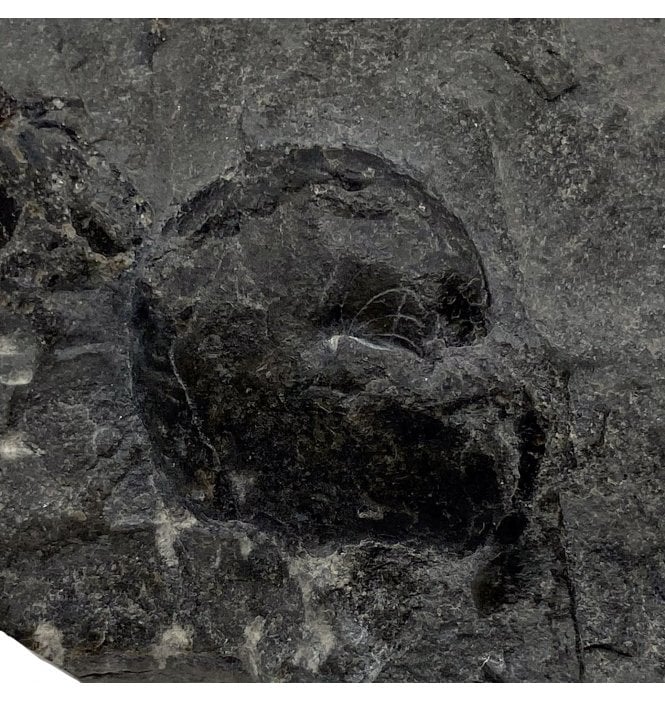 Late Devonian Goniatite from New York State, USA (SKU OF2162):- Manticoceras sp.