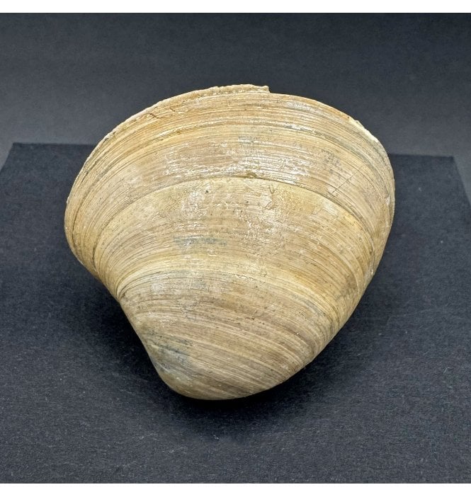 Late Eocene Fossil Shell from Headon Beds, Isle of Wight, England (SKU OF3675):- Cordiopsis polytropa