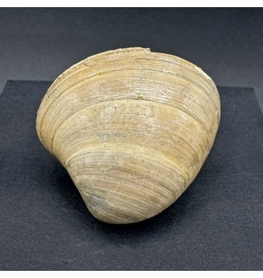 Late Eocene Fossil Shell from Headon Beds, Isle of Wight, England (SKU OF3675):- Cordiopsis polytropa