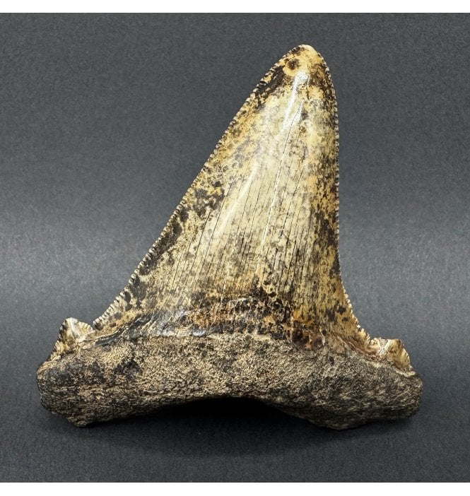 Late Oligocene Shark Tooth from South Carolina, USA (SKU V9247):- Carcharocles angustidens