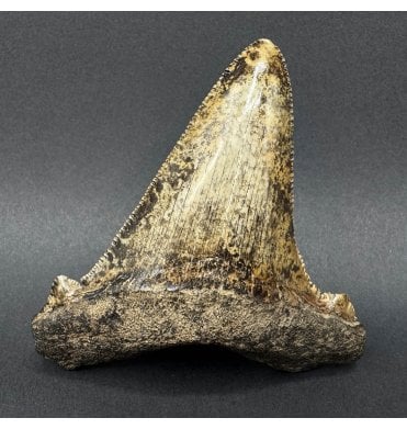 Late Oligocene Shark Tooth from South Carolina, USA (SKU V9247):- Carcharocles angustidens