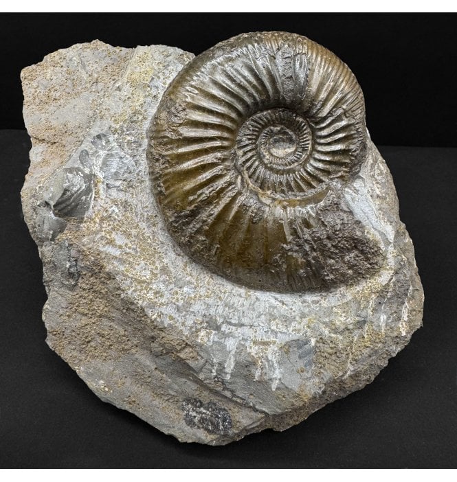 Lower Callovian, Middle Jurassic Ammonite from Germany (SKU A4866):- Homoeoplanulites homoemorphus
