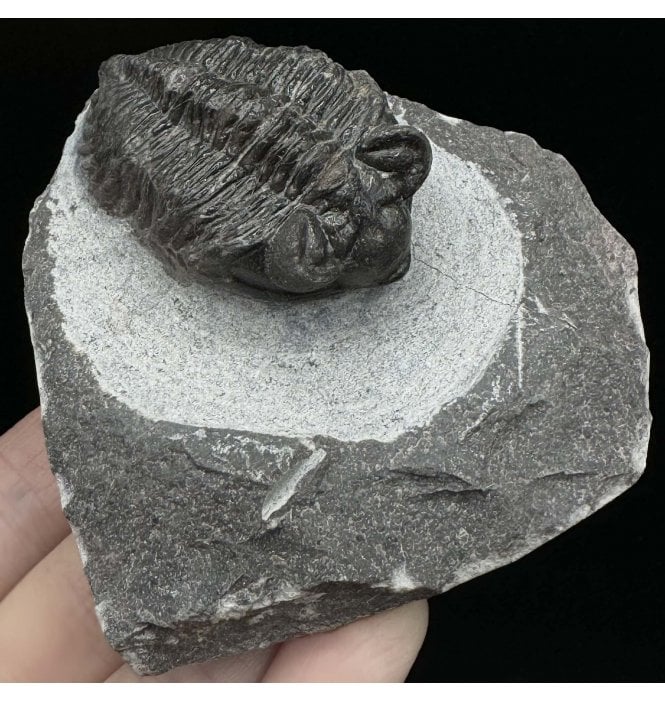 Lower Devonian Trilobite from Djebel Oufaten, Morocco (SKU T1256):- Coltraenia oufatensis