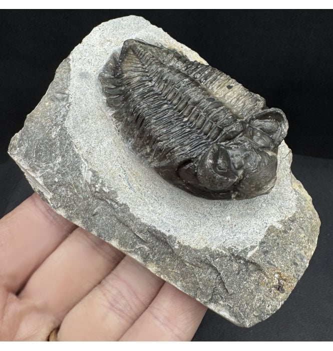 Lower Devonian Trilobite from Djebel Oufaten, Morocco (SKU T1388):- Coltraenia oufatensis