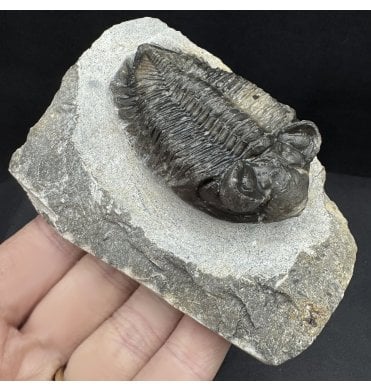 Lower Devonian Trilobite from Djebel Oufaten, Morocco (SKU T1388):- Coltraenia oufatensis