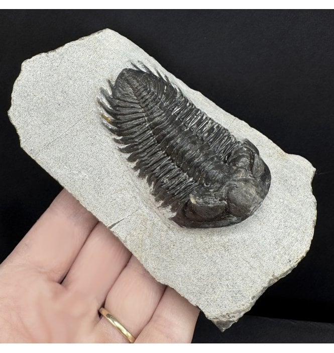 Lower Devonian Trilobite from Djebel Oufaten, Morocco (SKU T1498):- Coltraenia oufatensis