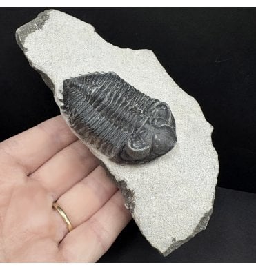 Lower Devonian Trilobite from Djebel Oufaten, Morocco (SKU T1499):- Coltraenia oufatensis
