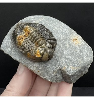 Lower Devonian Trilobite from Djebel Oufaten, Morocco (SKU T1501):- Coltraenia oufatensis