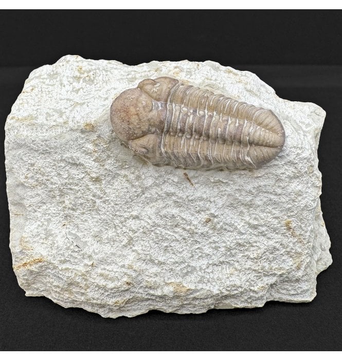 Lower Devonian Trilobite from Oklahoma, USA (SKU T1433):- Paciphacops raymondii