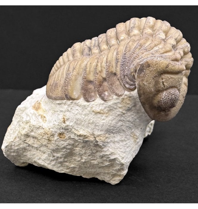 Lower Devonian Trilobite from Oklahoma, USA (SKU T1435):- Lochkovella deckeri