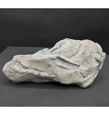Lower Greensand, Cretaceous Lobster from the Isle of Wight, England (SKU OF4014):- Meyeria (Mecochirus) magna