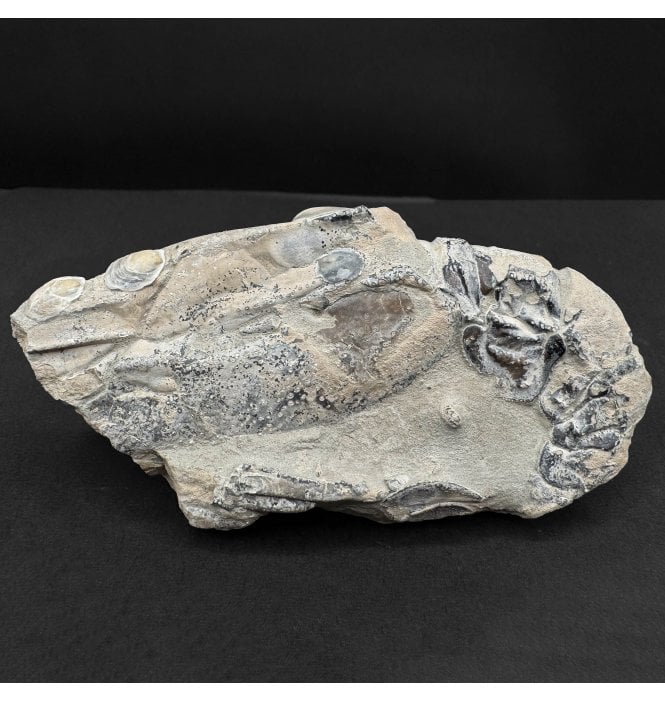 Lower Greensand, Lower Cretaceous Lobster from the Isle of Wight, England (SKU OF4266):- Meyeria (Mecochirus) magna