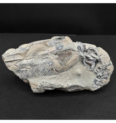 Lower Greensand, Lower Cretaceous Lobster from the Isle of Wight, England (SKU OF4266):- Meyeria (Mecochirus) magna