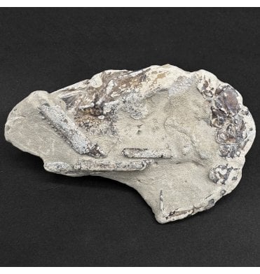 Lower Greensand, Lower Cretaceous Lobster from the Isle of Wight, England (SKU OF4267):- Meyeria (Mecochirus) magna