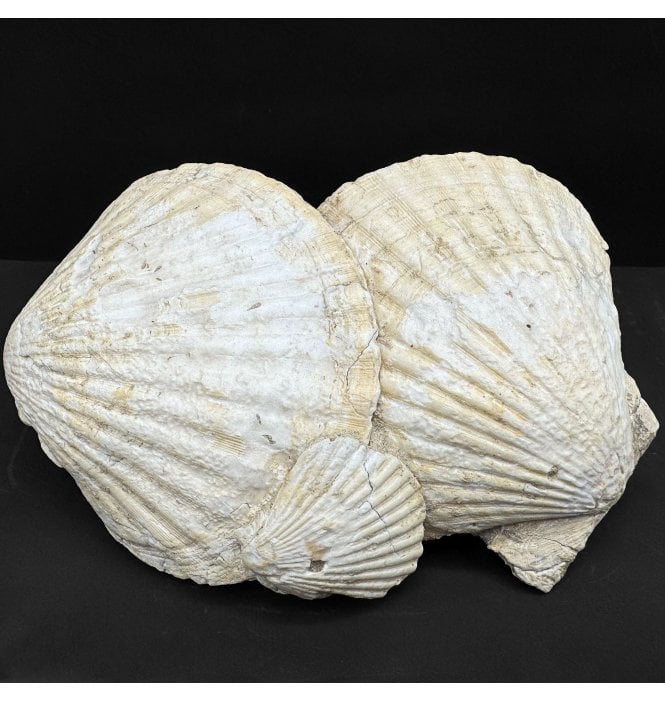 Lower Jurassic Fossil Scallop Shells from Cadenet France (SKU OF4322):- Pseudopecten aequivalvis