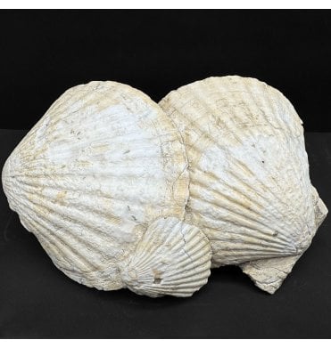 Lower Jurassic Fossil Scallop Shells from Cadenet France (SKU OF4322):- Pseudopecten aequivalvis
