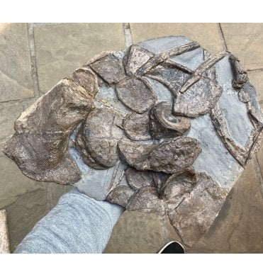 Lower Jurassic Ichthyosaur Shoulder Girdle from Germany (SKU V2086):- Eurhinosaurus cf. longirostris