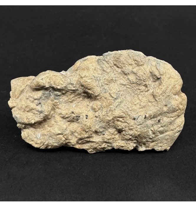 Lower Jurassic Ichthyosaurus Coprolite from Dorset, England (SKU V9060):- Ichthyosaurus communis