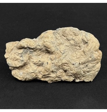 Lower Jurassic Ichthyosaurus Coprolite from Dorset, England (SKU V9060):- Ichthyosaurus communis